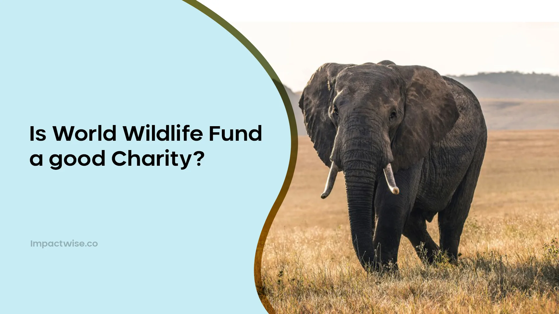 Is the World Wildlife Fund a Good Charity?