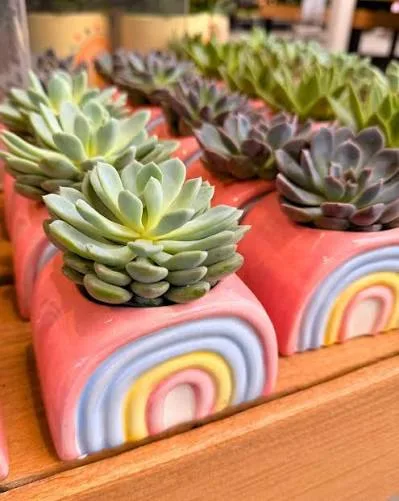 Rainbow ceramic succulent planters